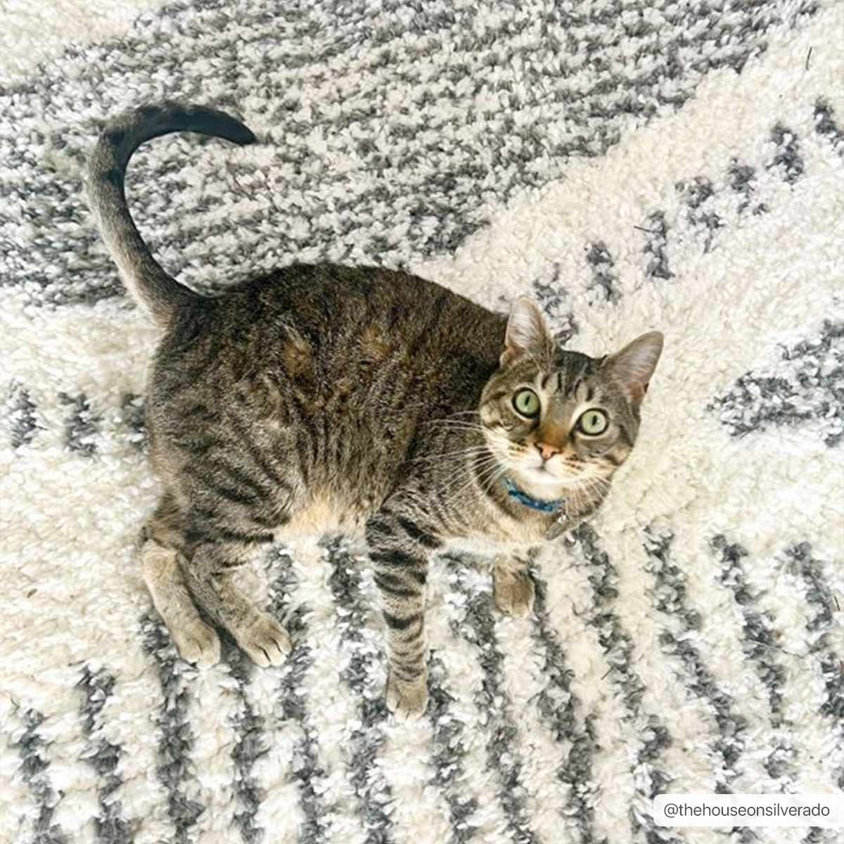 Trunding Plush Area Rug for Cozy Indoor Spaces